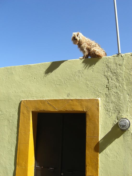 Dogs on Roofs (55 pics)