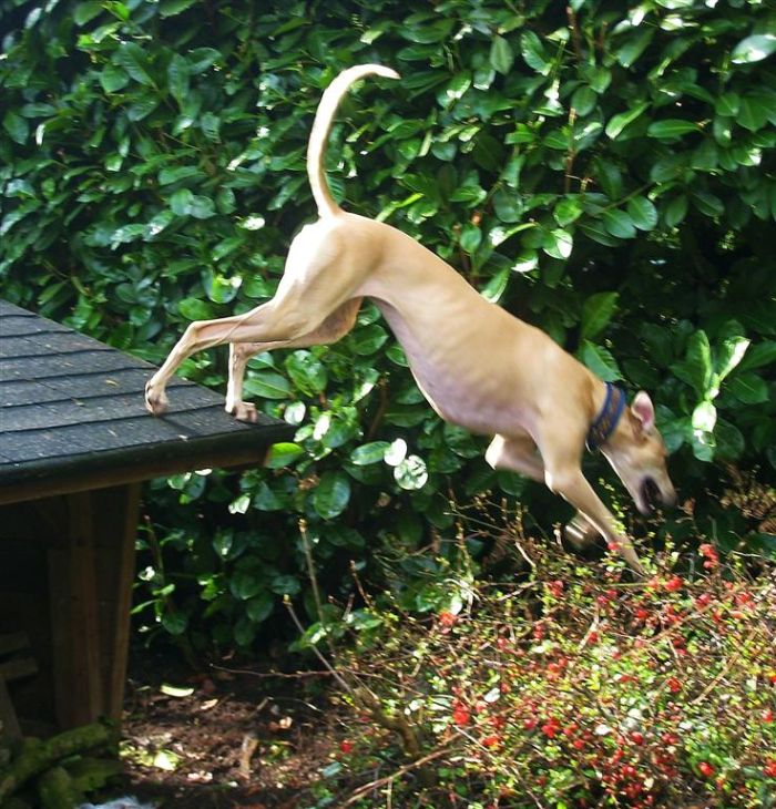 Dogs on Roofs (55 pics)