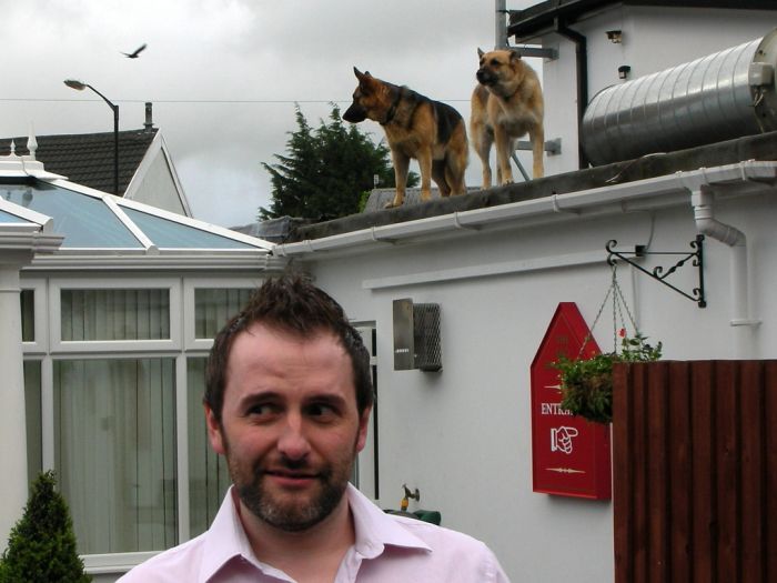 Dogs on Roofs (55 pics)