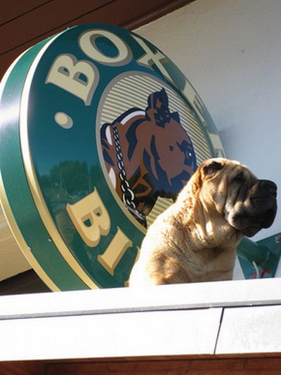 Dogs on Roofs (55 pics)