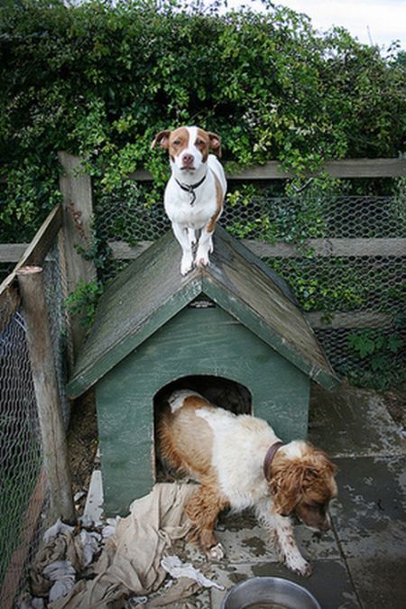 Dogs on Roofs (55 pics)