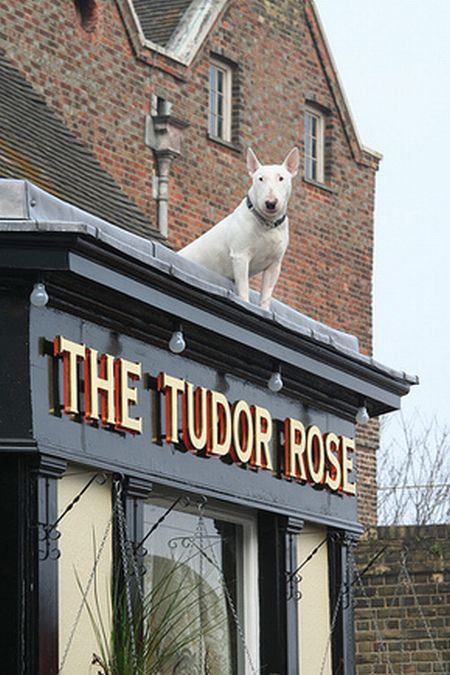 Dogs on Roofs (55 pics)