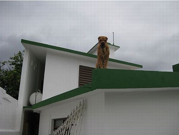Dogs on Roofs (55 pics)