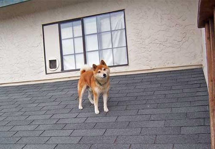 Dogs on Roofs (55 pics)