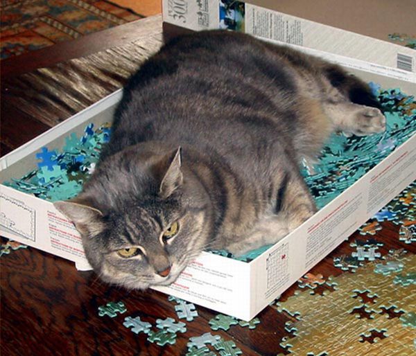 How to Store and Organize Cats (100 pics)