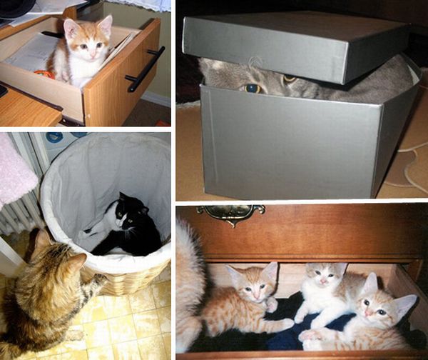 How to Store and Organize Cats (100 pics)