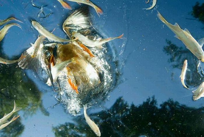 Hunting Kingfisher (15 pics)