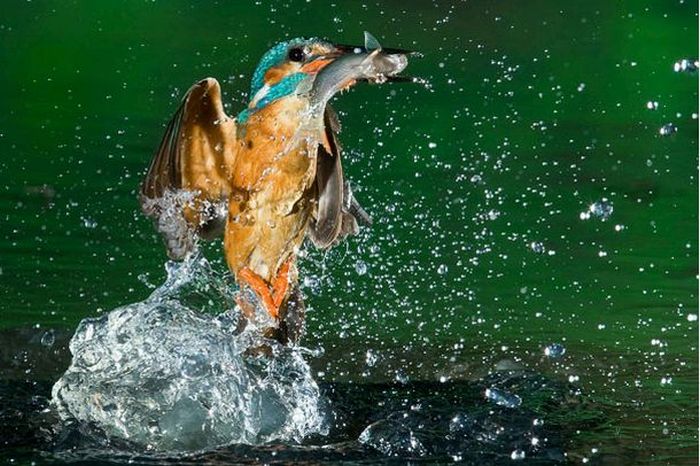 Hunting Kingfisher (15 pics)
