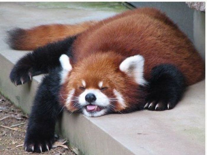 Red Panda (9 pics)