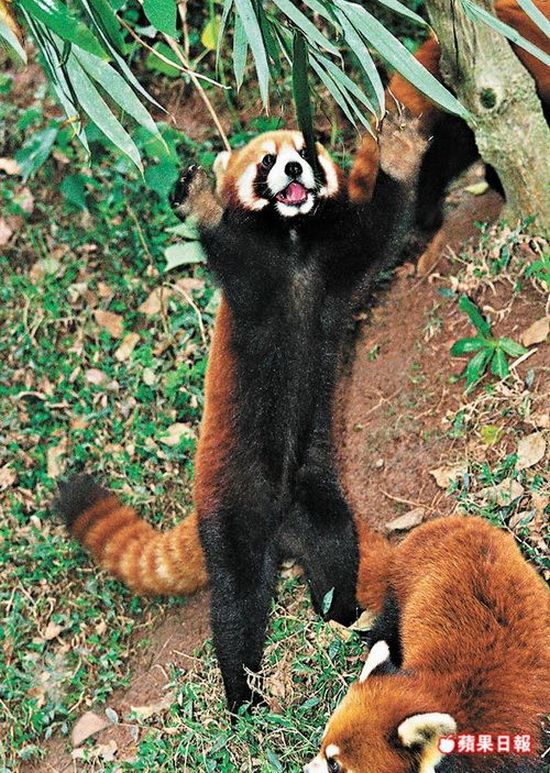 Red Panda (9 pics)