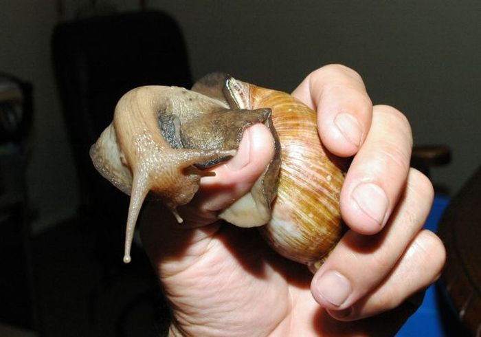 Giant Snails (22 pics)