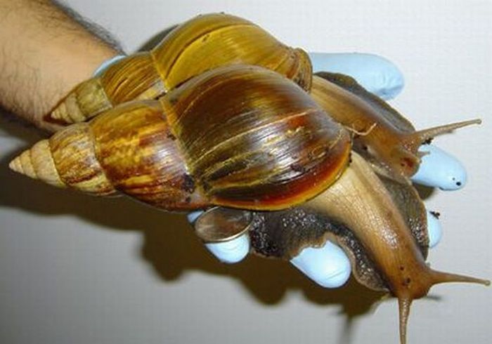 Giant Snails (22 pics)