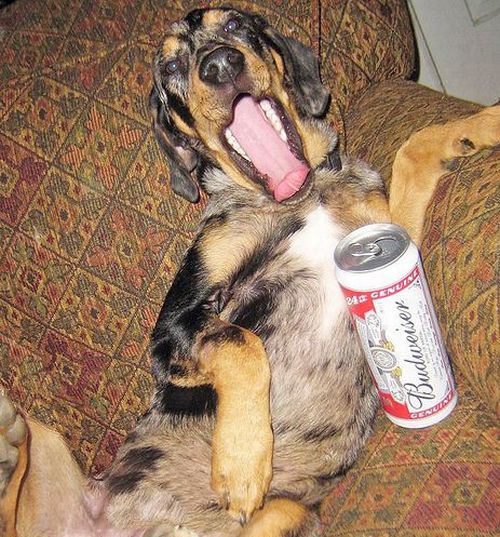Dogs with Beer (20 pics)