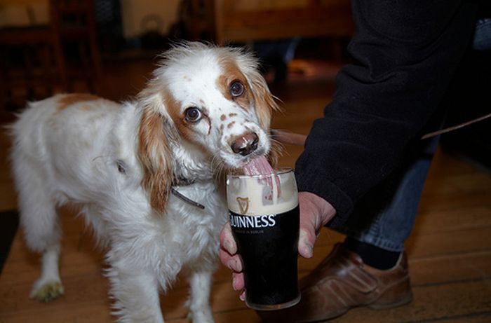 Dogs with Beer (20 pics)