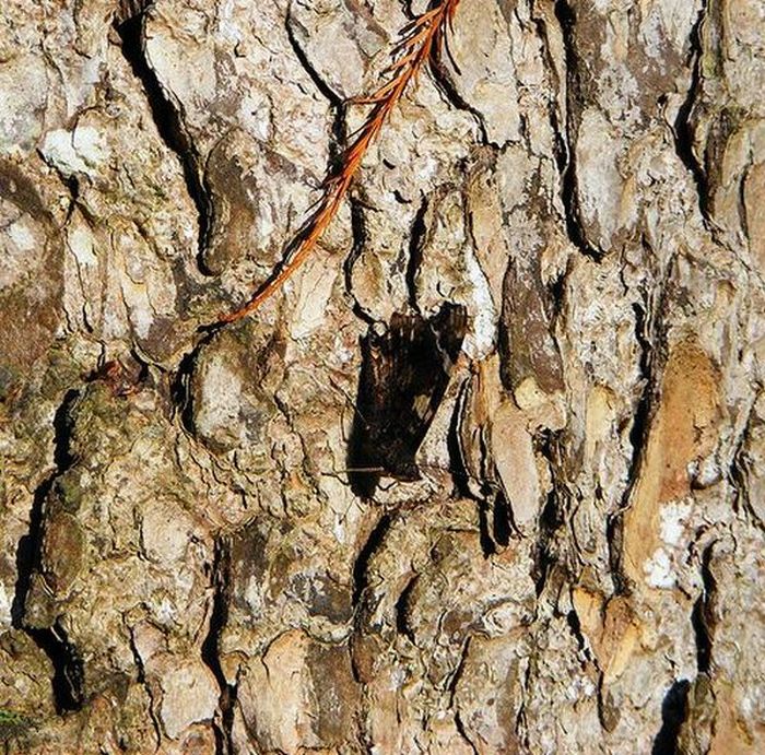 Masters of Disguise (18 pics)