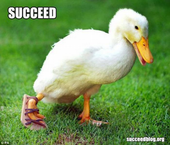 Succeed (100 pics)