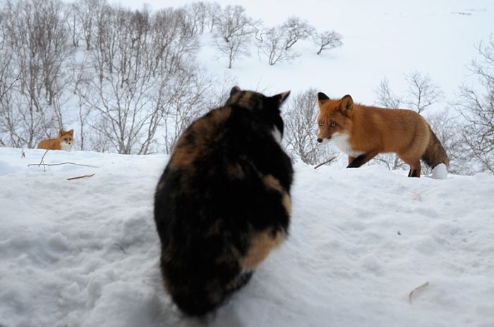 A Cat vs Foxes (6 pics)