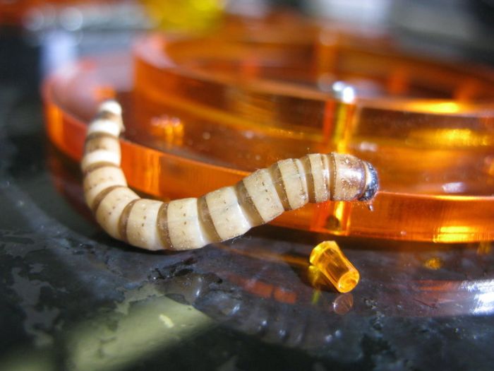 Bangle for Insects (34 pics)