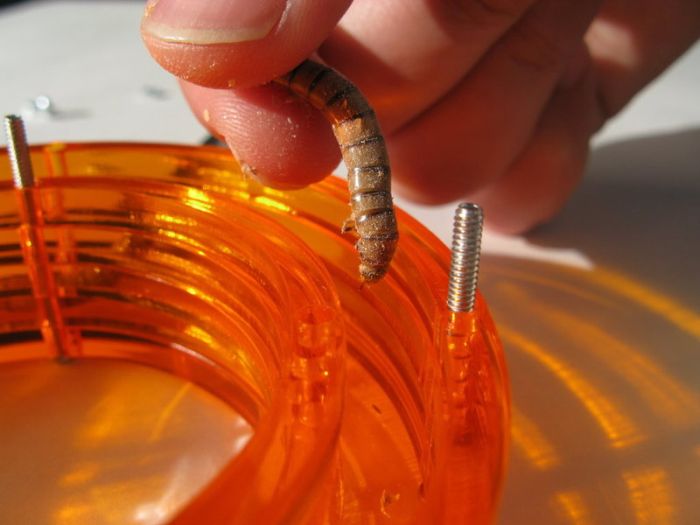 Bangle for Insects (34 pics)