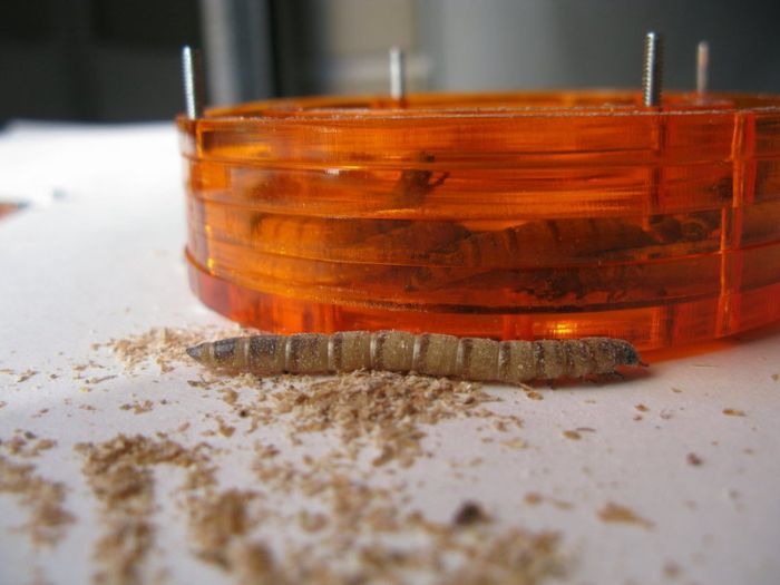 Bangle for Insects (34 pics)