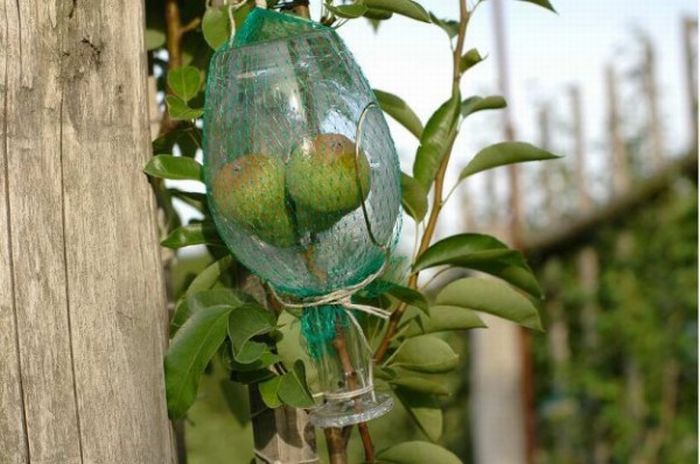 Pears in the Bottle (9 pics)