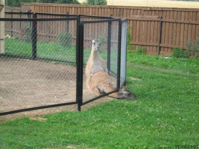 Acid Picdump (165 pics)