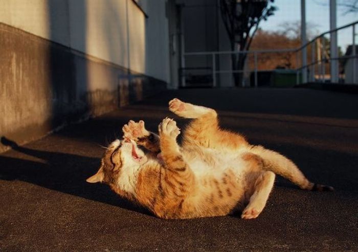 Acid Picdump (165 pics)