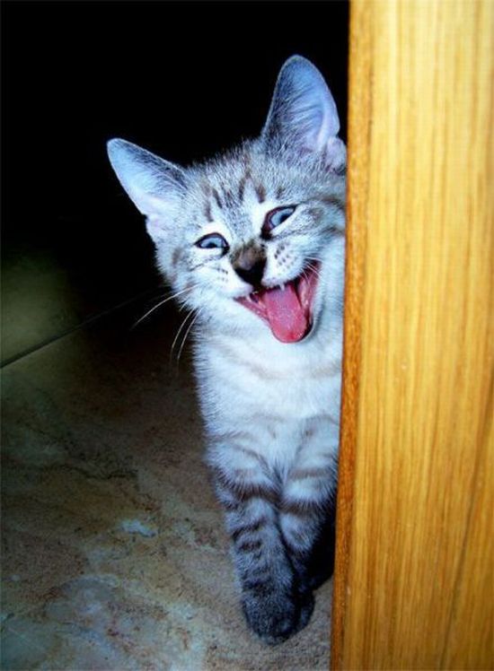 Acid Picdump (165 pics)