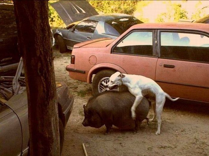 Acid Picdump (165 pics)
