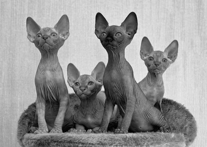 Acid Picdump (165 pics)