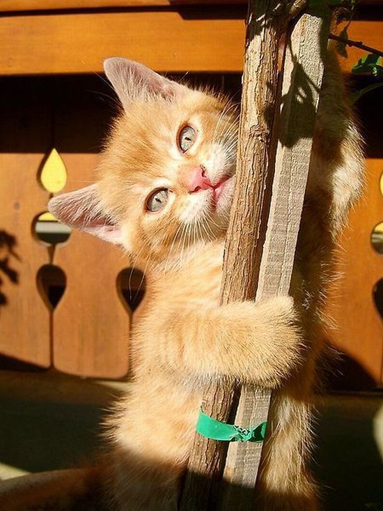 Acid Picdump (165 pics)
