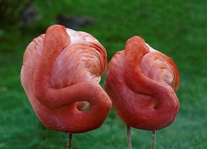 Acid Picdump (165 pics)