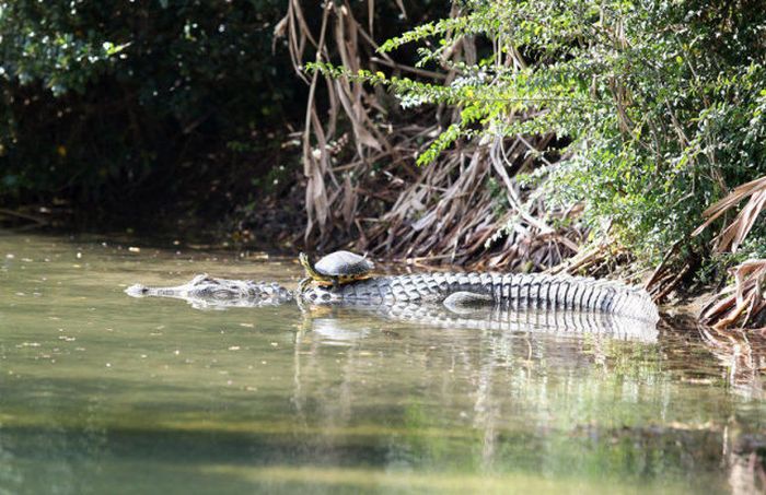 A Friend of a Crocodile (11 pics)