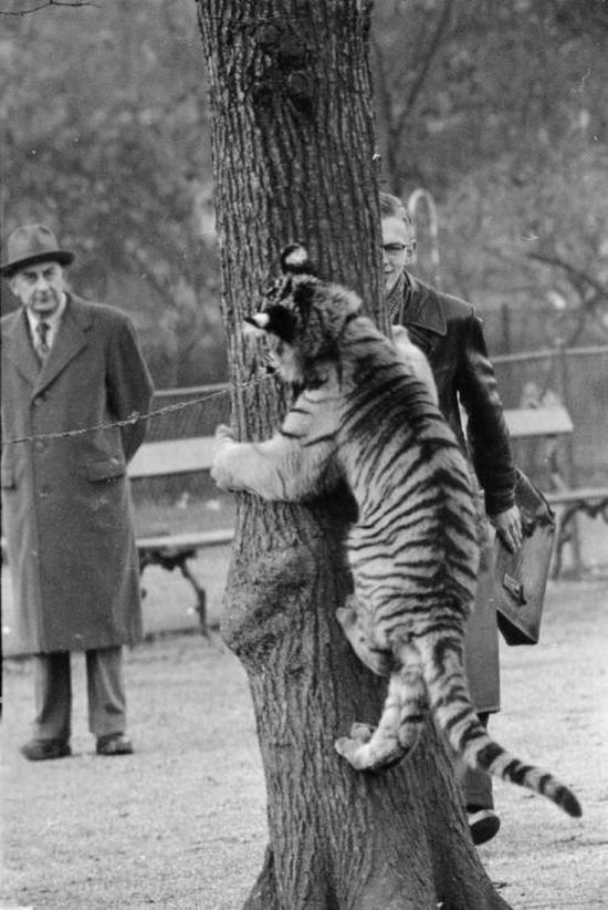 Classic Zoo Pictures (16 pics)