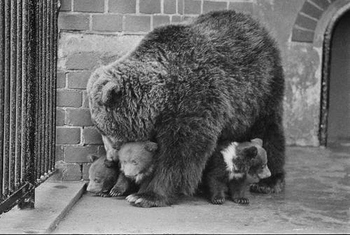 Classic Zoo Pictures (16 pics)