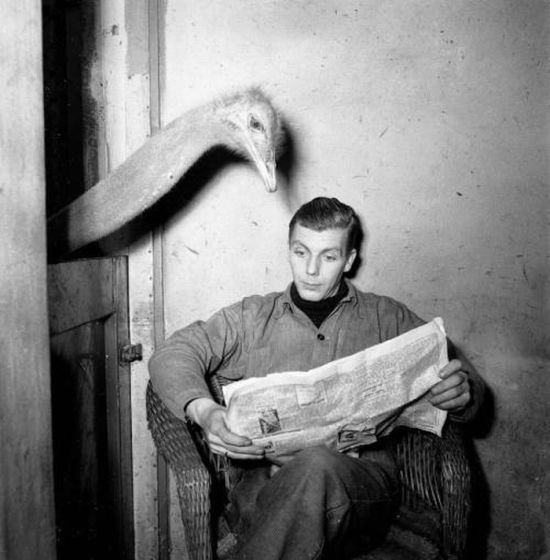 Classic Zoo Pictures (16 pics)