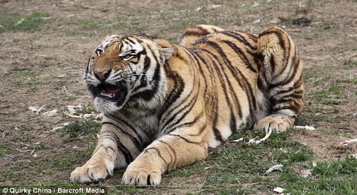 Siberian Tiger Almost Gets an Acrobat (4 pics)