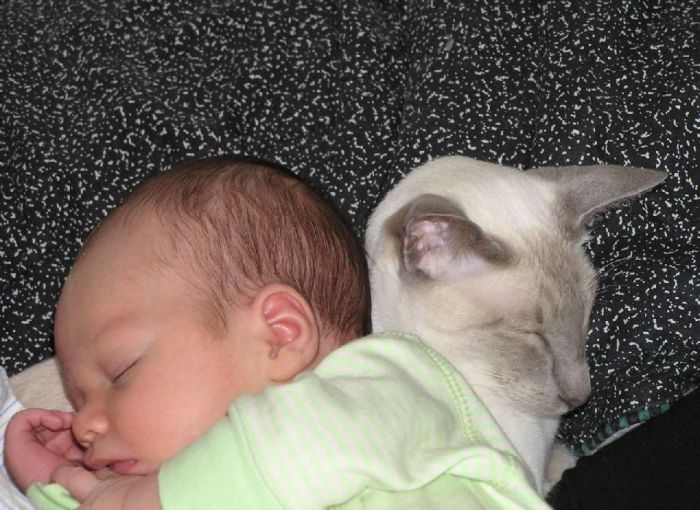 Babies and Kitties (23 pics)