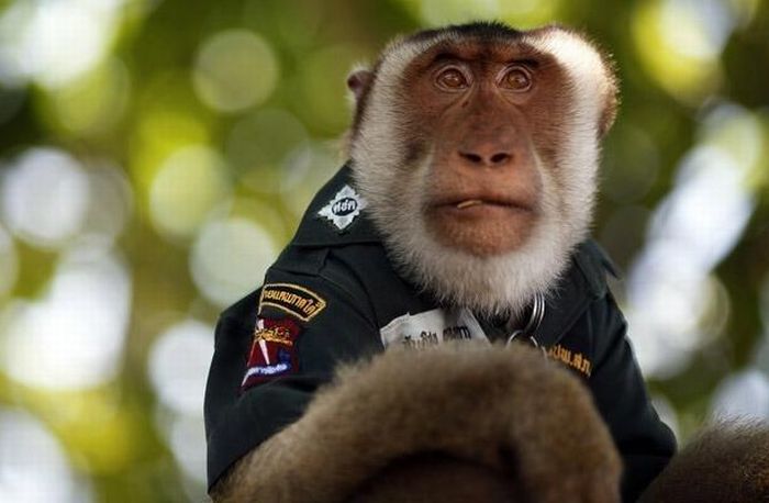 Police Monkey in Thailand (9 pics)