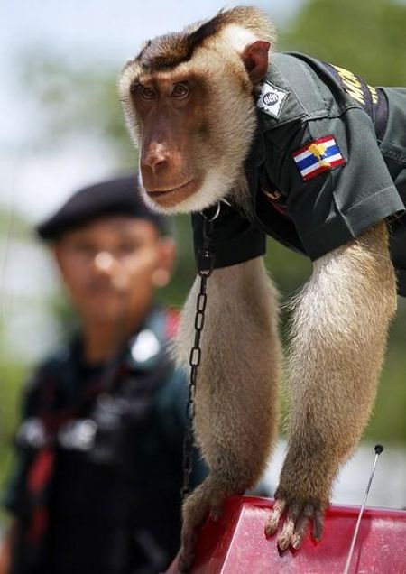 Police Monkey in Thailand (9 pics)