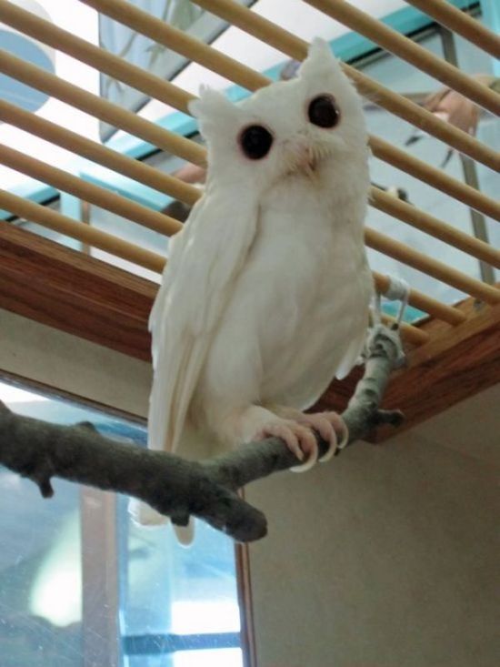 The Cutest Albino Animals (15 pics)