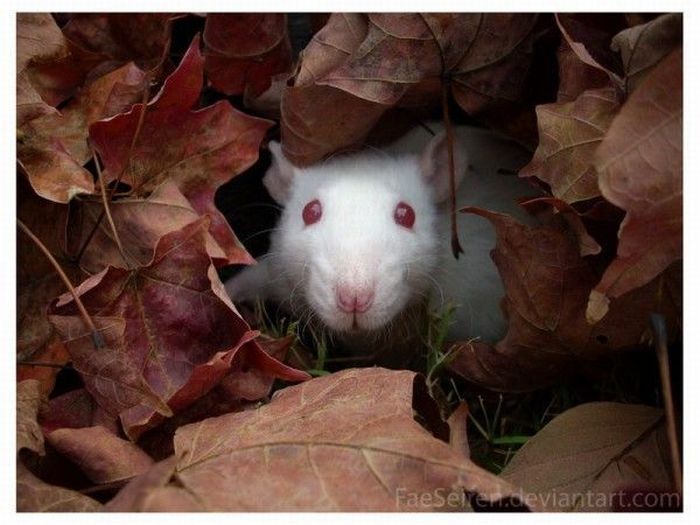 The Cutest Albino Animals (15 pics)