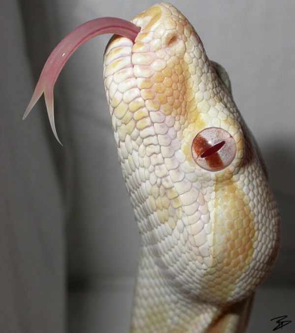 The Cutest Albino Animals (15 pics)