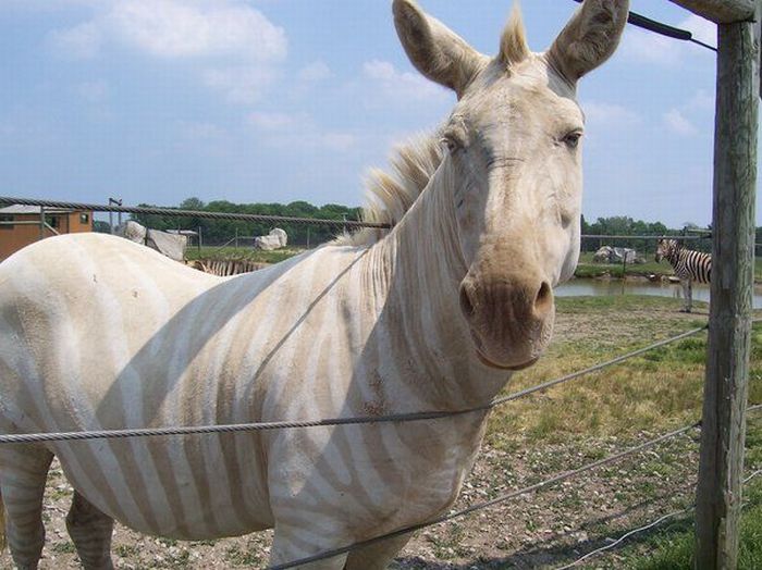 The Cutest Albino Animals (15 pics)