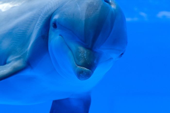 Dolphins (25 pics)