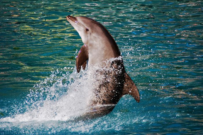 Dolphins (25 pics)