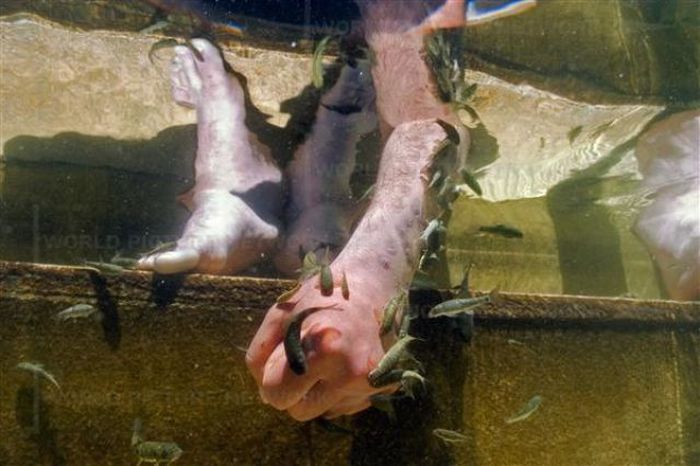 Fish Spa (12 pics)