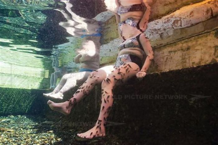 Fish Spa (12 pics)