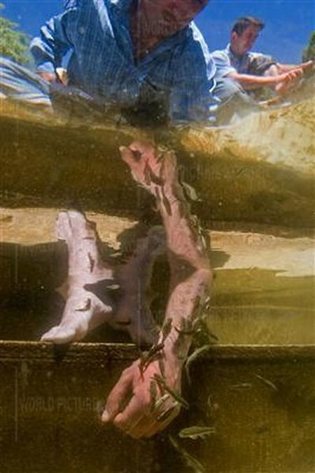 Fish Spa (12 pics)