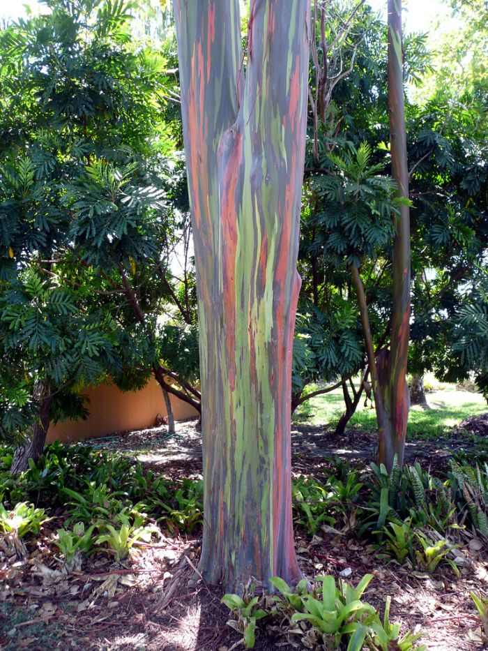Rainbow Eucalyptus (7 pics)